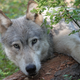 Un loup mâle de la meute de Wenaha dans l'Oregon.
